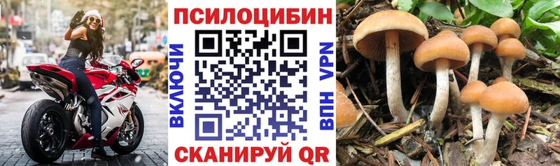 купить наркотики сайты Ростов-на-Дону Псилоцибиновые грибы Cubensis