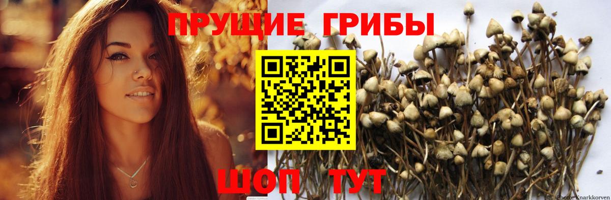 Ростов-на-Дону  Псилоцибиновые грибы мицелий  Вход с VPN 